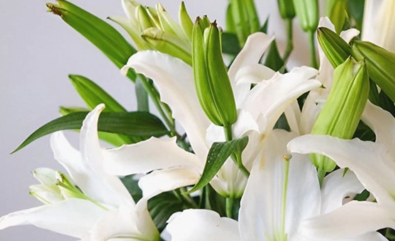 送花數量含义 送花數量含义