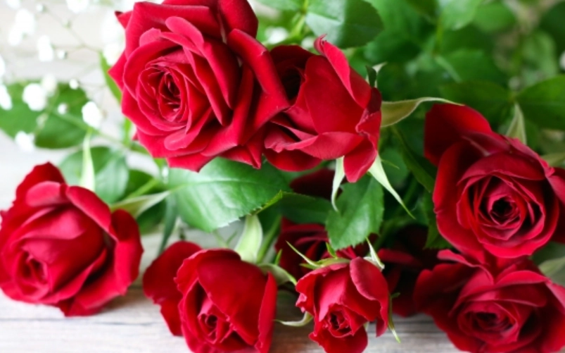 玫瑰花數量花語 玫瑰花數量花語