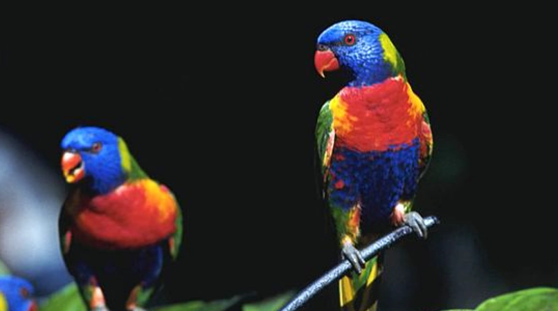 百合花鸚鵡 價格