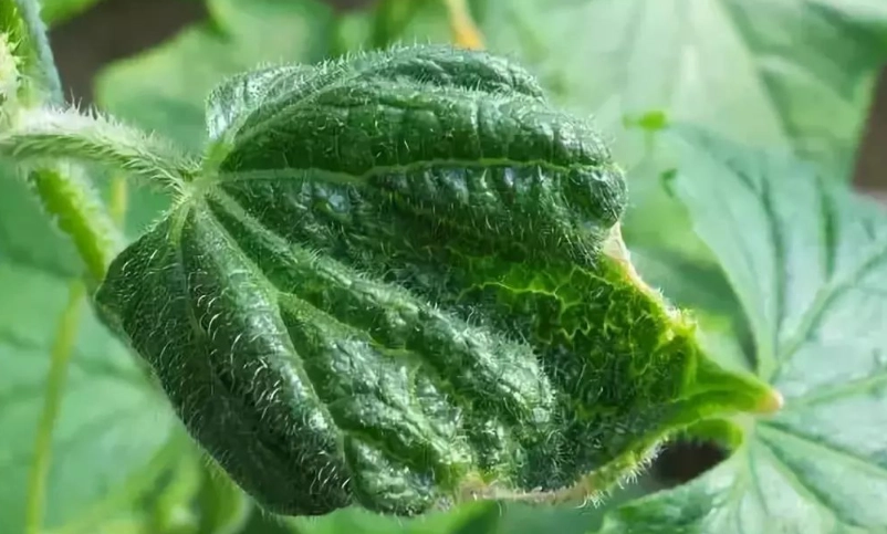 植物缺鈣症狀全解析：從辨識到補救的完整指南