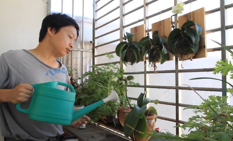 蝴蝶蘭澆水頻率