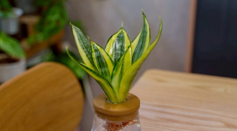 虎尾蘭 水培 方法