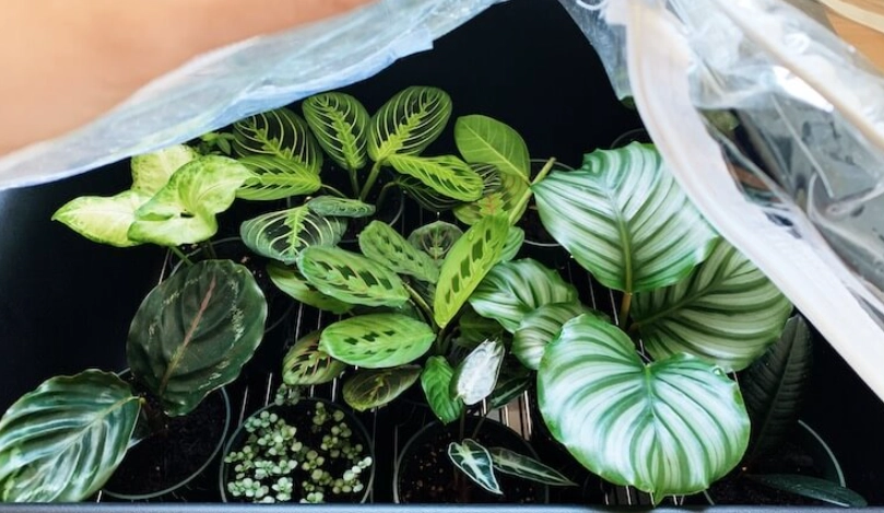 觀葉植物 澆水 觀葉植物 澆水