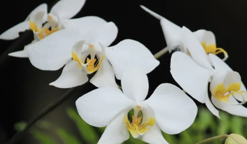 蝴蝶蘭澆水頻率 蝴蝶蘭澆水頻率