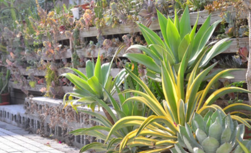 陽台植物推薦 陽台植物推薦