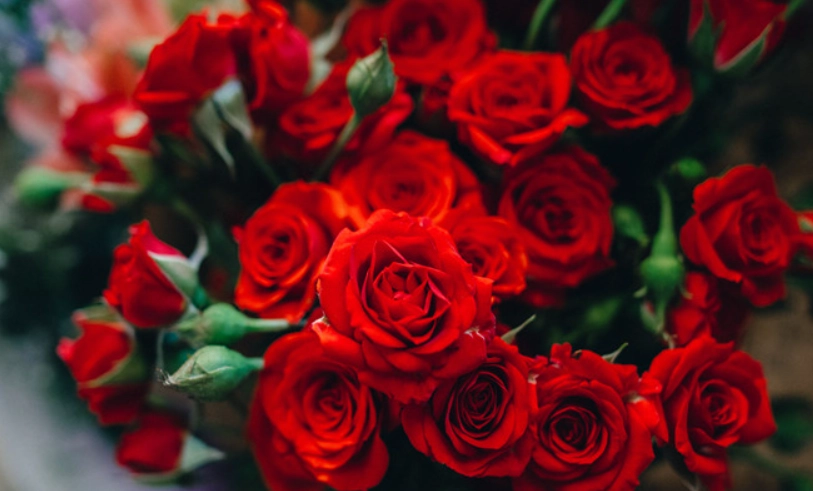 送花數量含义 送花數量含义