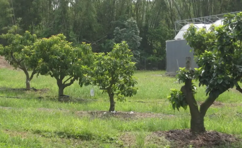 盆栽酪梨 盆栽酪梨