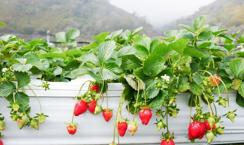 大湖草莓園比較