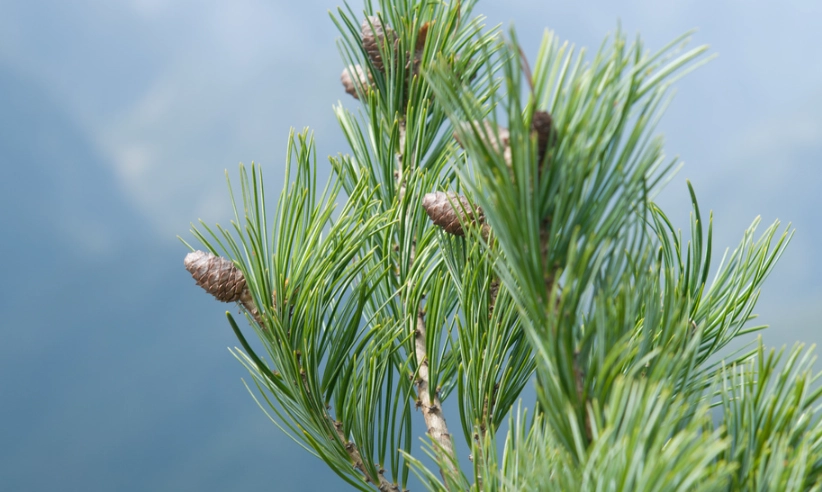 松果手作 松果手作