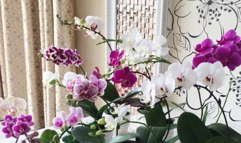 掌握蝴蝶蘭澆水方法：一次澆透與乾濕循環的關鍵技巧