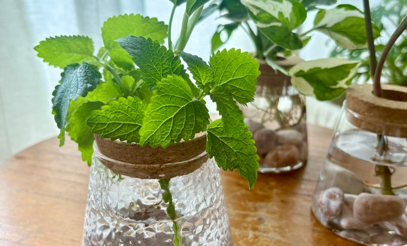 水耕植物營養液