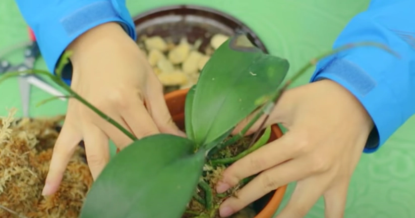 蝴蝶蘭澆水頻率