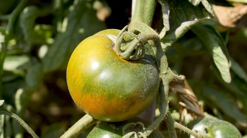 黑柿番茄品種終極指南：種植技巧、風味特色與常見問題