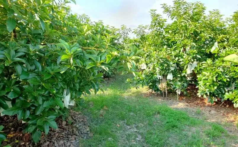 酪梨矮化修剪 酪梨矮化修剪
