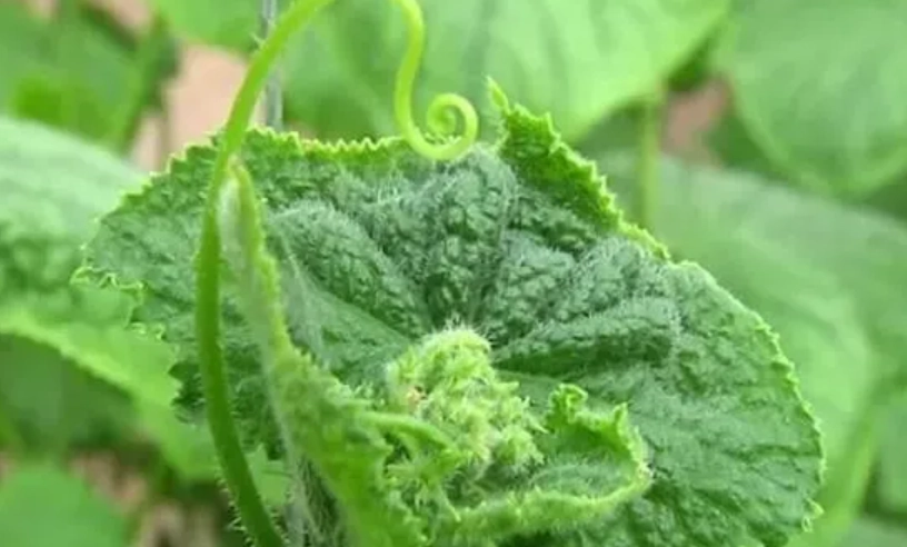 植物鈣缺乏 植物鈣缺乏