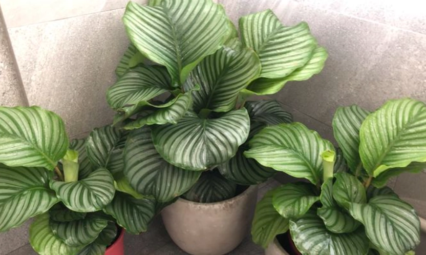 不怕西曬植物推薦清單：10種耐旱好養的陽台救星