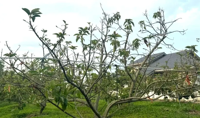 酪梨矮化修剪 酪梨矮化修剪