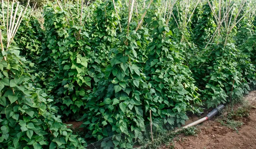 四季豆種植注意事項全解析：從播種到採收的實用指南