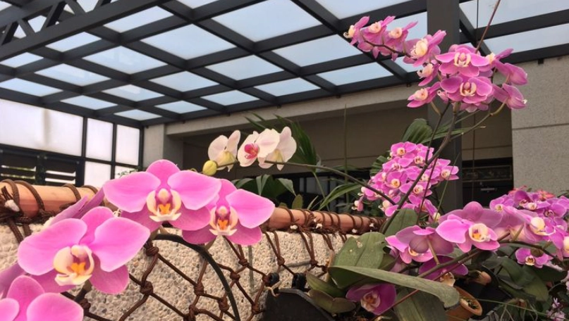 蝴蝶蘭澆水 蝴蝶蘭澆水