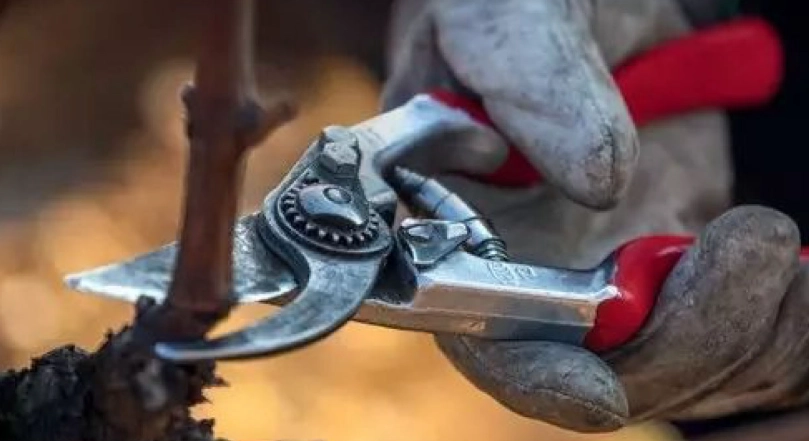 葡萄園修剪時間