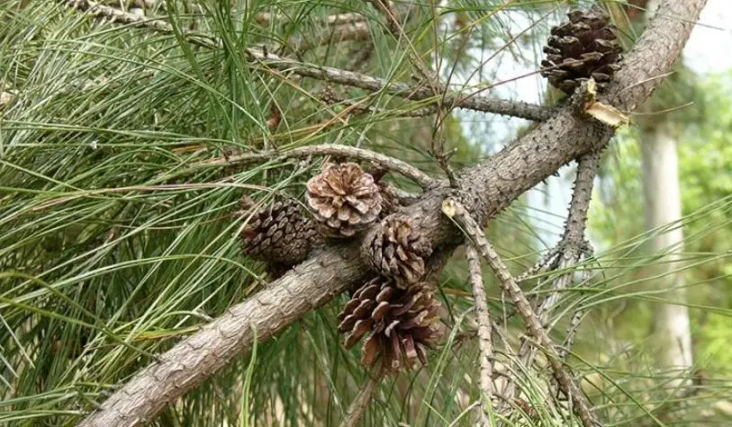 二葉松果實
