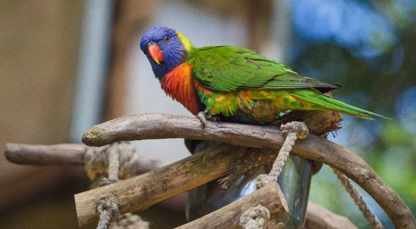 百合花鸚鵡 價格