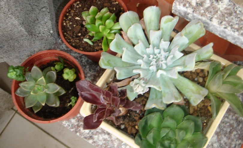 陽台植物推薦 陽台植物推薦