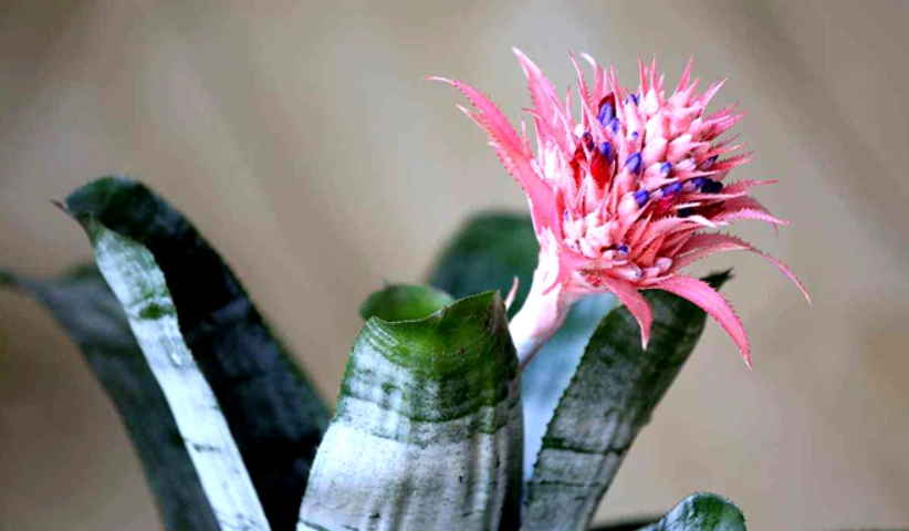 虎尾蘭開花照顧 虎尾蘭開花照顧