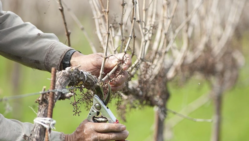 葡萄樹修剪