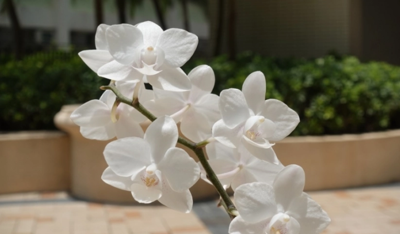 食用蘭花