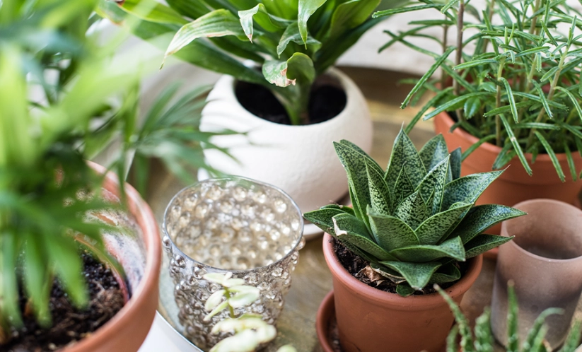 室內耐陰植物 室內耐陰植物