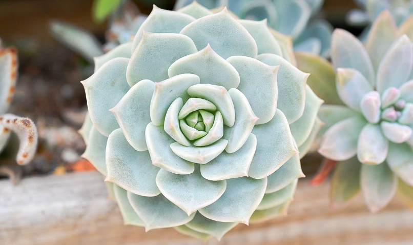 多肉植物養護