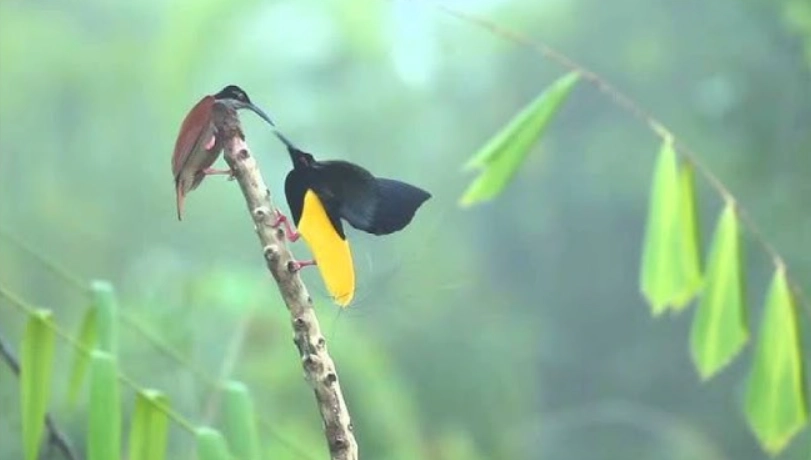 極樂鳥生態