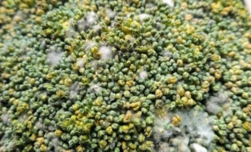 綠花椰菜壞掉怎麼辦？完整辨識與處理指南