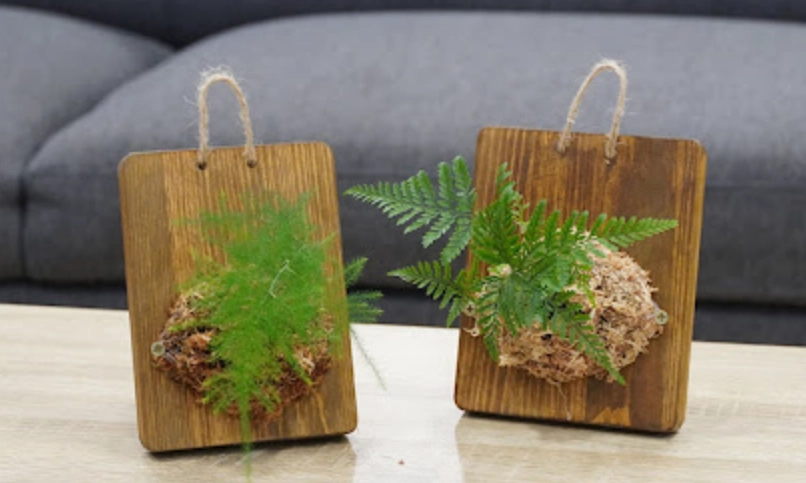 苔蘚板植物 苔蘚板植物