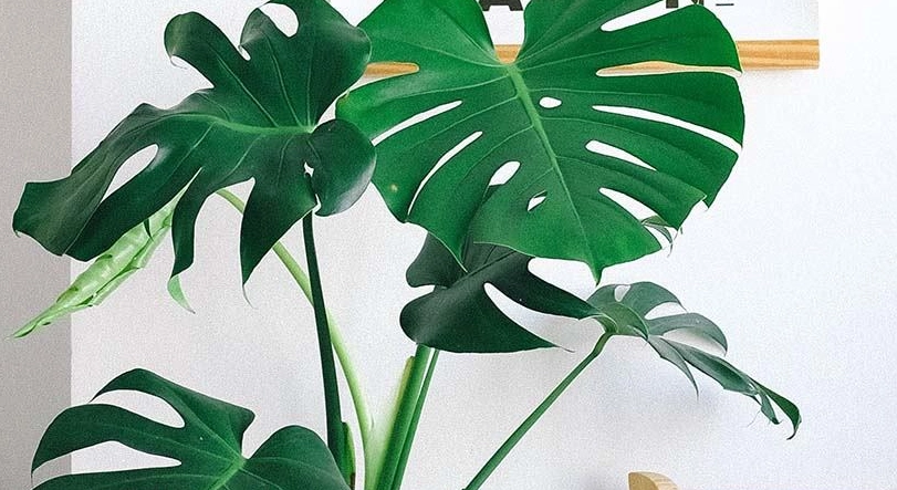 狗狗 誤食 龜背芋