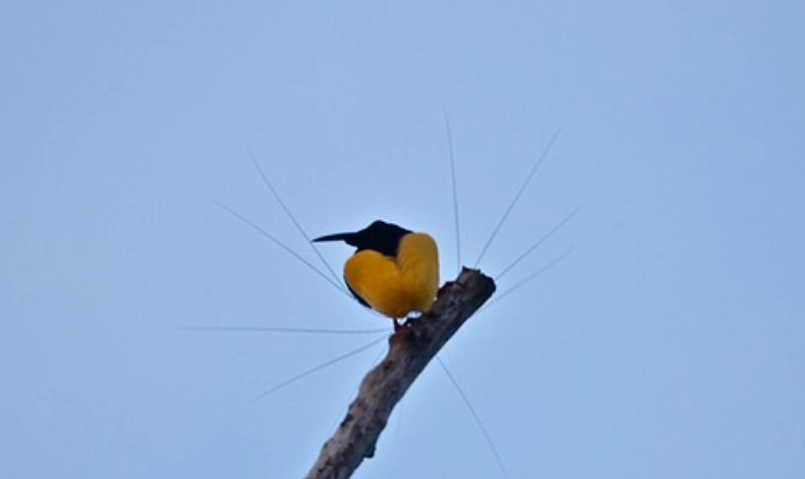 台灣觀鳥