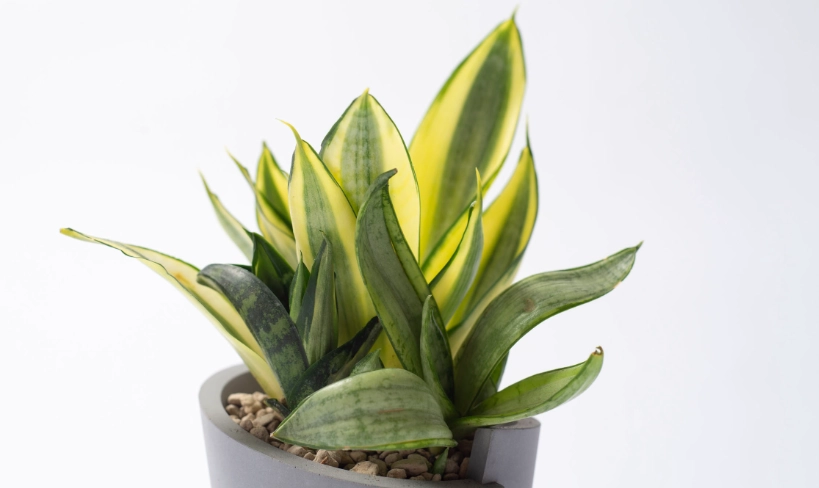 室內耐陰植物 室內耐陰植物
