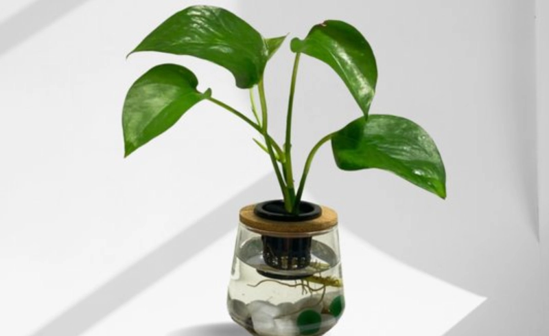 水耕黃金葛 水耕黃金葛