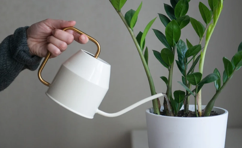 植物澆水技巧