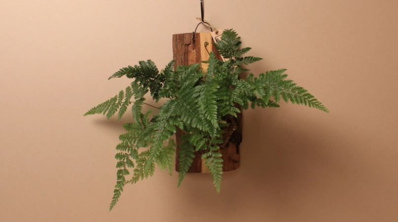 上板植物 DIY 上板植物 DIY