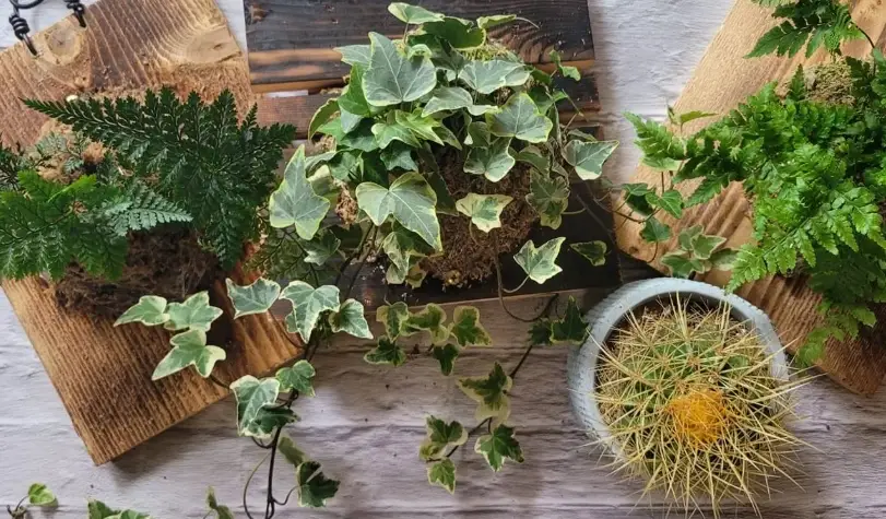 上板植物 DIY 上板植物 DIY