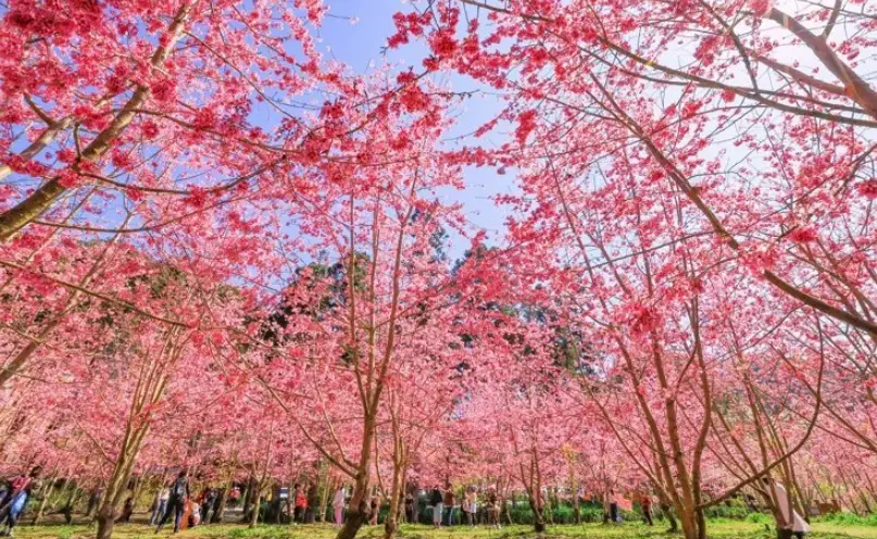台灣花海景點終極指南：花的數量與賞花行程全攻略