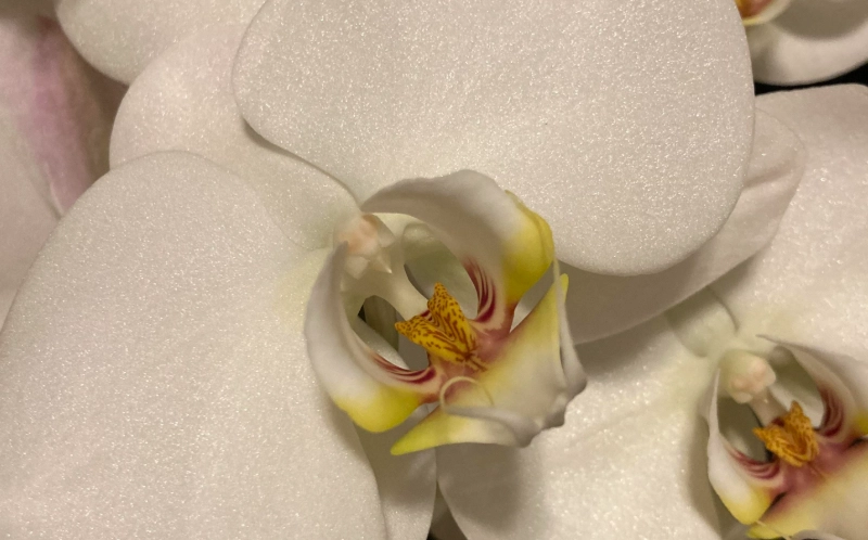 蘭花料理