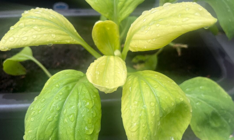 青江菜保存方法