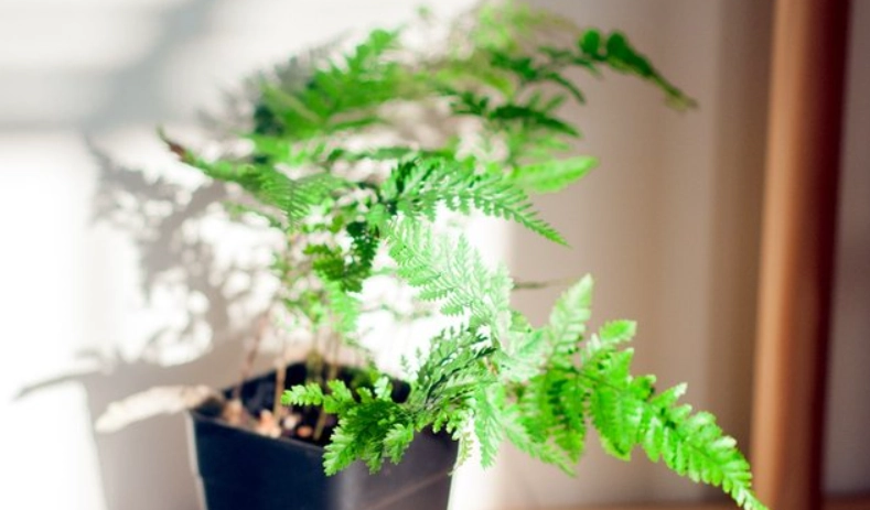低光照植物 低光照植物
