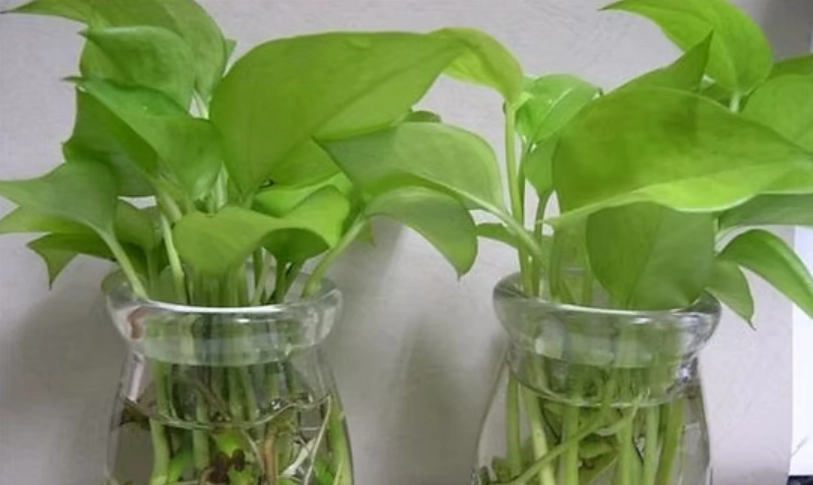 室內水耕植物 室內水耕植物