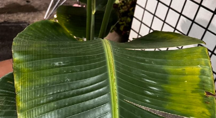 介殼蟲防治