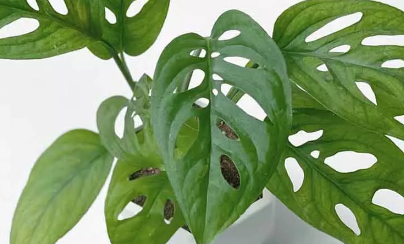 低光照植物 低光照植物
