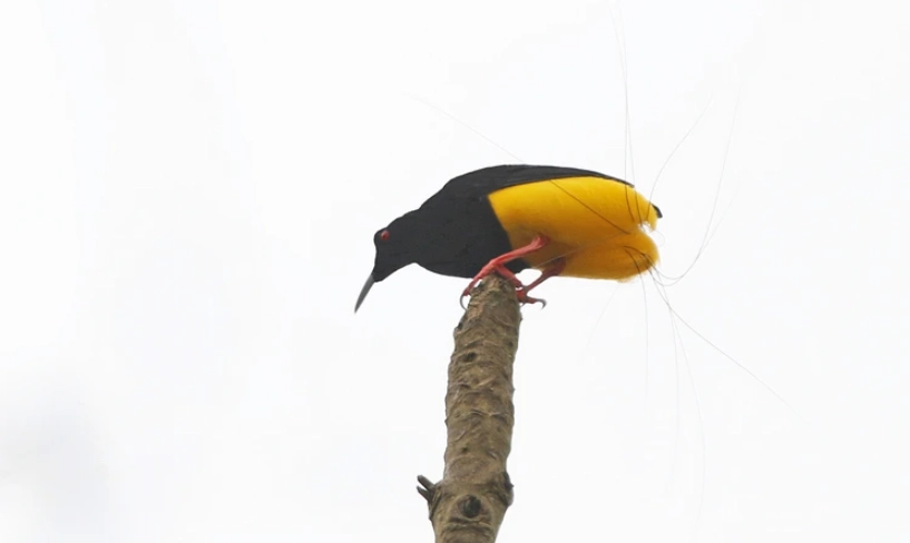 極樂鳥生態